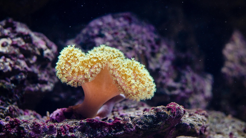 invertebrate, animal wildlife, stony coral, underwater, coral reef, one animal, vulnerability, sea anemone, marine biology, undersea, purple, animal, 4K