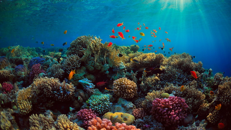 school of fish, vertebrate, animal, sea, ecosystem, animal wildlife, sea life, underwater, marine biology, no people, animal themes, invertebrate, fish