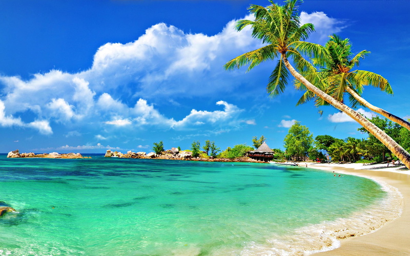 nature, palm, 2K, beach, tropical