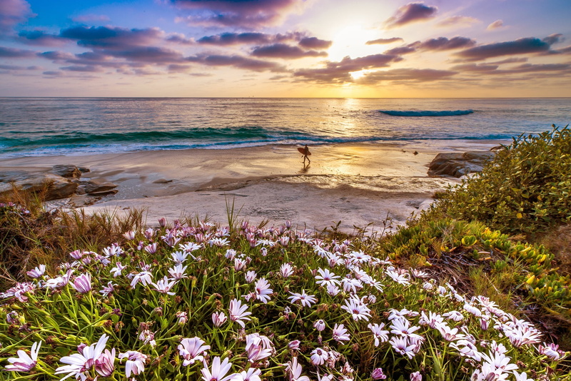 scenics, 1080P, plant, beach, sea, waters Edge, tranquility, scenics - nature, coast, sun, sky, beauty In Nature, flowering plant, land, flower, landscape