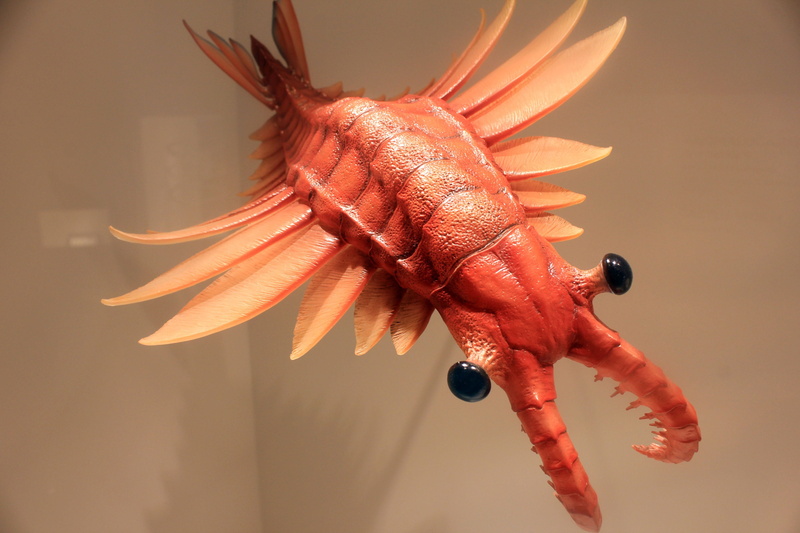 vertebrate, nature, aquatic, 2K, orange color, sea, animal body part, Prehistoric, carnivorous, animal themes, animals in the wild, focus on foreground