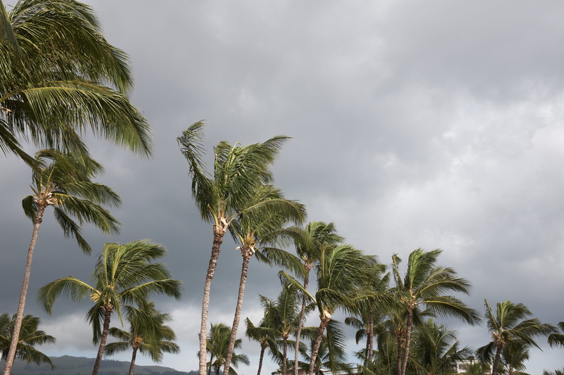 leaf, nature, tranquility, low angle view, ocean, green color, kihei, trees, makena beach, coconut palm tree, outdoors, united states, cloud - sky, beauty in nature