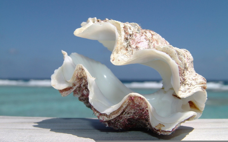 beach, shell, white, big, 2K, clam, brown, nature