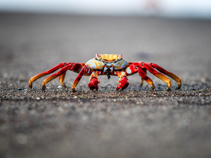 island, Ecuador, white, Galapagos, claw, 2K, crab, Velazco, animal, beach, big time, red, sand  beach, Small, nature, sea, Puerto, Ibarra, red crab