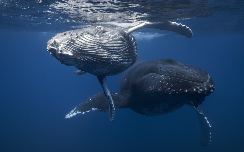 undersea, fish, sea, underwater, whales, vertebrate, animal themes, whale, marine, two, animal, mammal, humpback, black, swimming Animal, endangered Species
