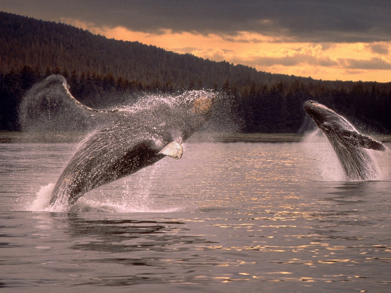 sky, humpback whale, power in nature, animal themes, mammal, whale, motion, one animal, nature, outdoors, splashing, sea, animals in the wild, beauty in nature