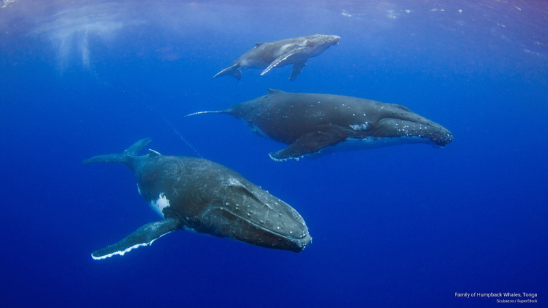 2K, tonga, whales, humpback, family, Ocean Life