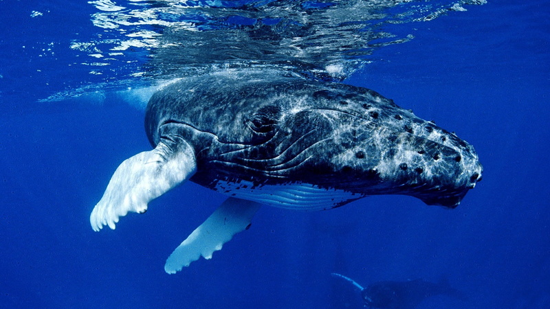 wildlife, sea Life, large, whale shark, reef, vertebrate, endangered Species, aquatic Mammal, ocean, underwater, animal wildlife, underwater diving, shark