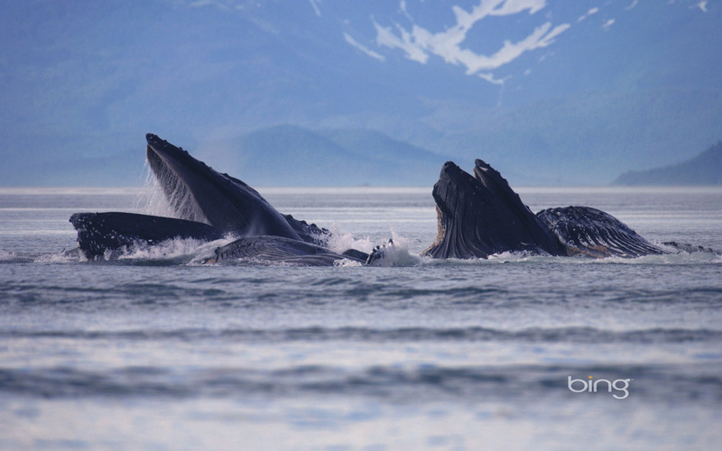 1080P, whale, the sea, Alaska, canal, USA, Lynn Canal, nature, humpback whales, lynn, black