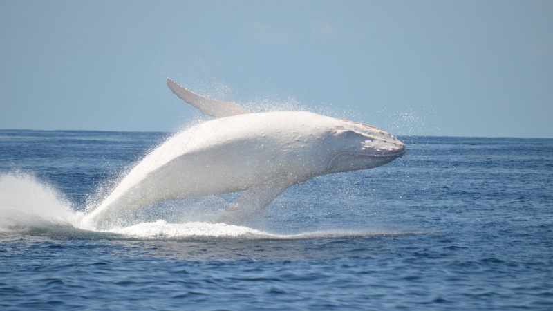 animals in the wild, mammal, outdoors, animal wildlife, aquatic mammal, animal themes, water, nature, splashing, humpback whale, animals, underwater, one animal