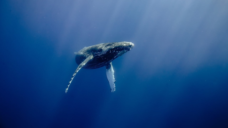 animals, sun rays, underwater, whale, water, USA, sea, fish, Hawaii, humpback whale, 1080P