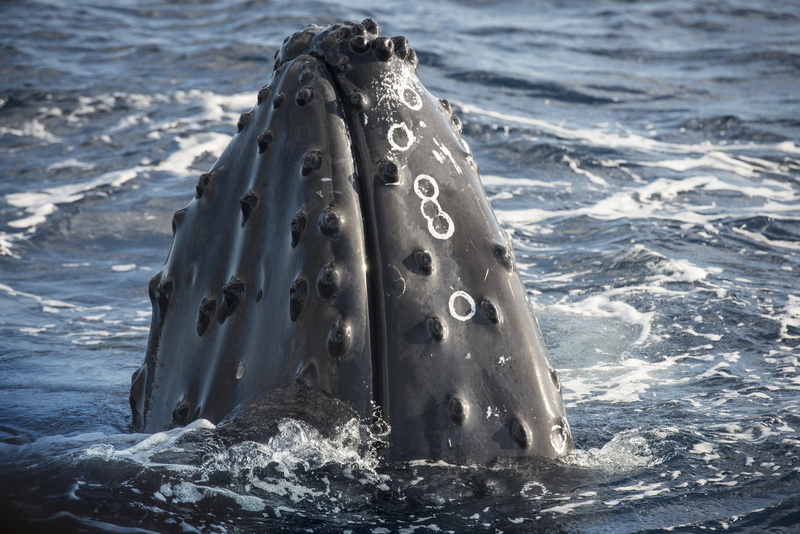 animal themes, waves, photography, close-up, nature, water, animals, aquatic mammal, mouth, whale, swimming, animal body part, motion, animal wildlife