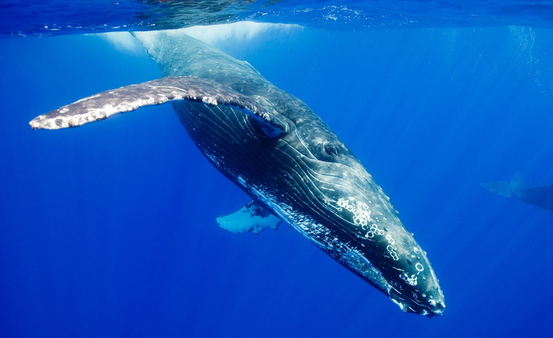 blue, hd, one animal, Humpback, aquatic mammal, Sea, Whale, no people, mammal, water, swimming, outdoors, nature, sea life, undersea, black, animals in the wild