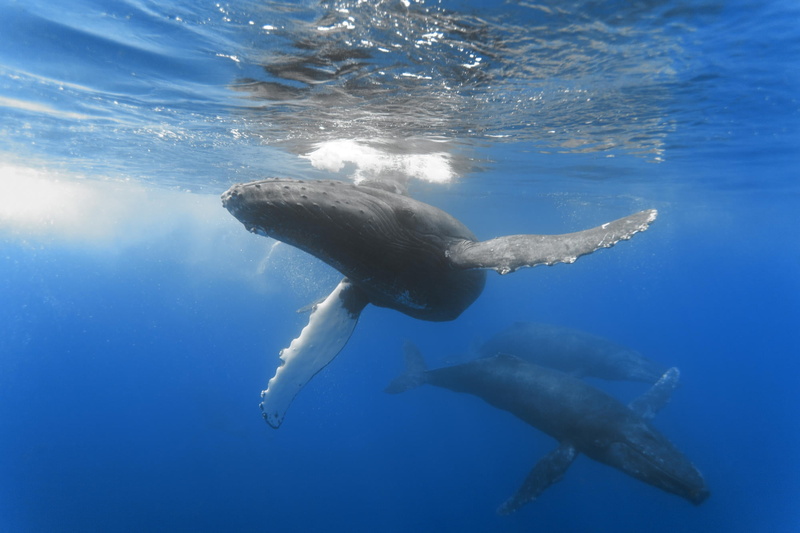 animal, undersea, animals In The Wild, endangered Species, swim, swimming Animal, one Animal, large, three, blue, whales, mammal, sea Life, pacific Ocean