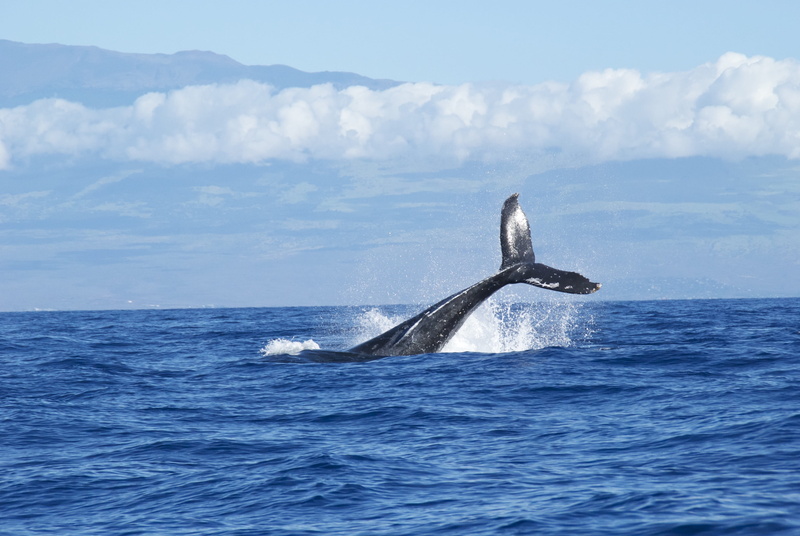 animal Fin, whale, sky, no people, water surface, fish, sea Life, blue, middle, ocean, ocean water, aquatic mammal, swimming, underwater, one animal, marine