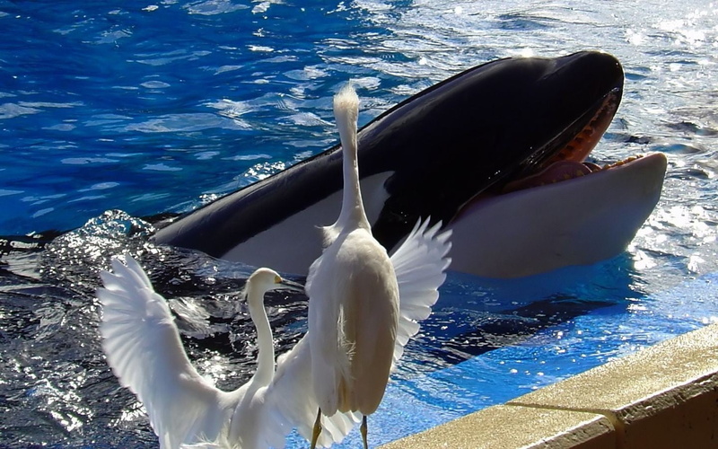 one animal, seagull, aquatic mammal, animals in the wild, nature, underwater, animal, beauty in nature, outdoors, sunlight, bird, day, zoology, 720P, animals
