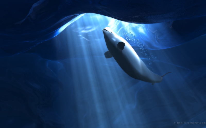 light, whale, animals, beluga, white, 1080P, hd, ice