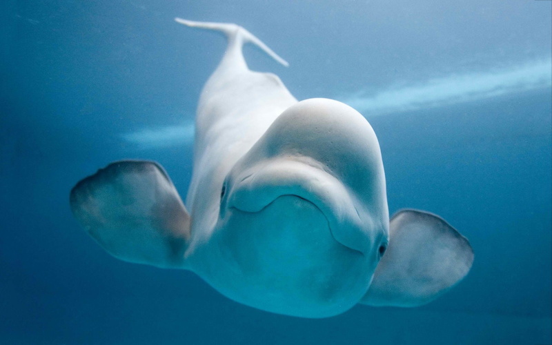 1080P, Beluga Whale, Animal