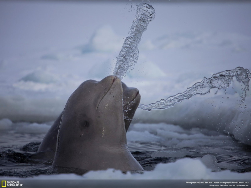 beluga, water, National Geographic, 720P, whale