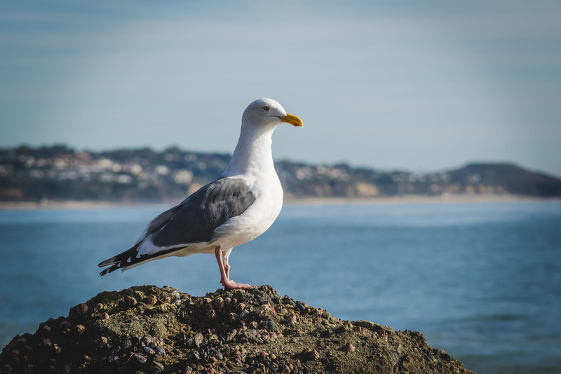 beak, beach, rock - object, vertebrate, california, animal, malibu, sand, united states, sea, solid, gull, day, perching, bird, animals in the wild, nature