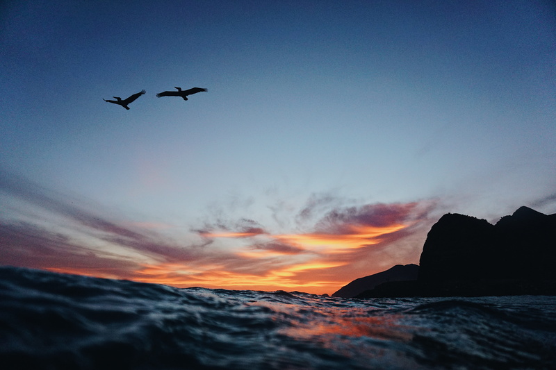outdoor, near, sky, tranquil scene, sea level, nature, animal themes, sunset, vertebrate, flying, motion, animal, body, no people, cloud - sky, photography