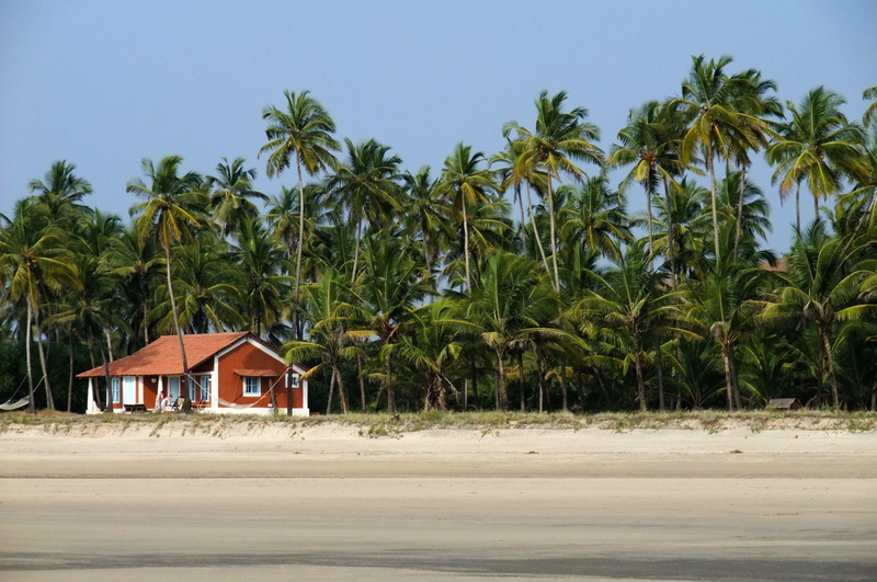 coconut palm tree, Blue, house, beach, palm tree, plant, Sky, blue, outdoors, tropical tree, no people, tree, land, Beach, hut, building exterior, growth