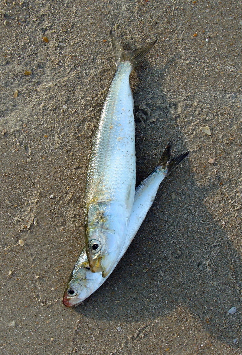 1080P, sand, sea, catch of fish, sardinella, one animal, high angle view, ray-finned fish, freshness, catch, food and drink, fresh, outdoors, indian oil sardine