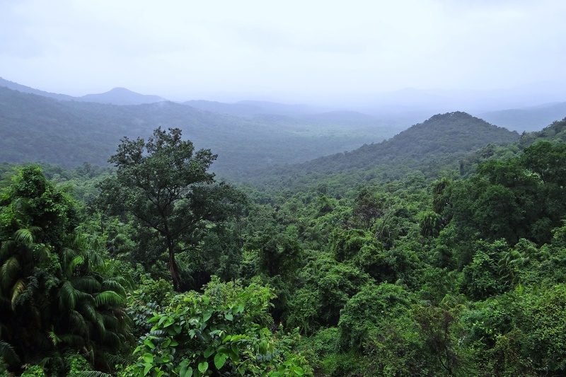 sky, growth, mountain, rainforest, aerial, foliage, no people, lush foliage, photography, green color, outdoors, plant, non-urban scene, trees, fog, mollem national park