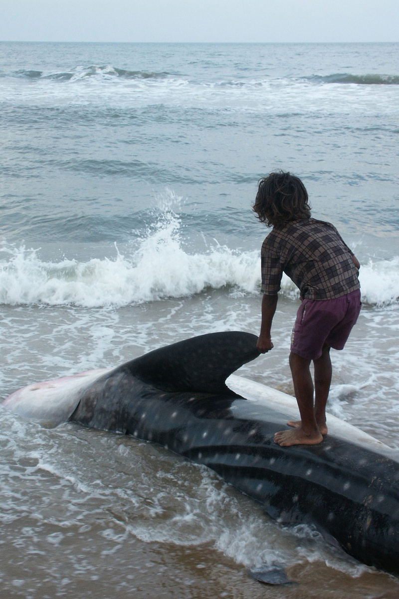 beach, indian, 5K, Whale, aquatic sport, horizon over water, seashore, fisherman, reef, capture, fail, outdoors, one person, blue, child, fin, concern