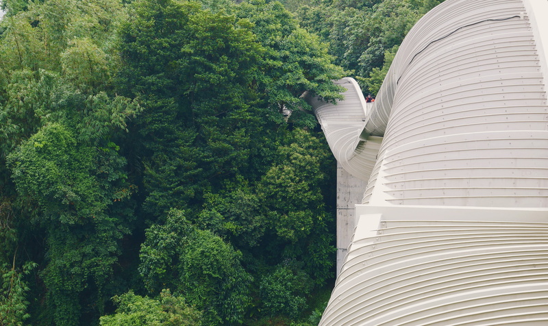 architecture, henderson waves, foliage, walking bridge, modern bridge, plant, day, pattern, outdoors, no people, growth, nature, bridge, high angle view
