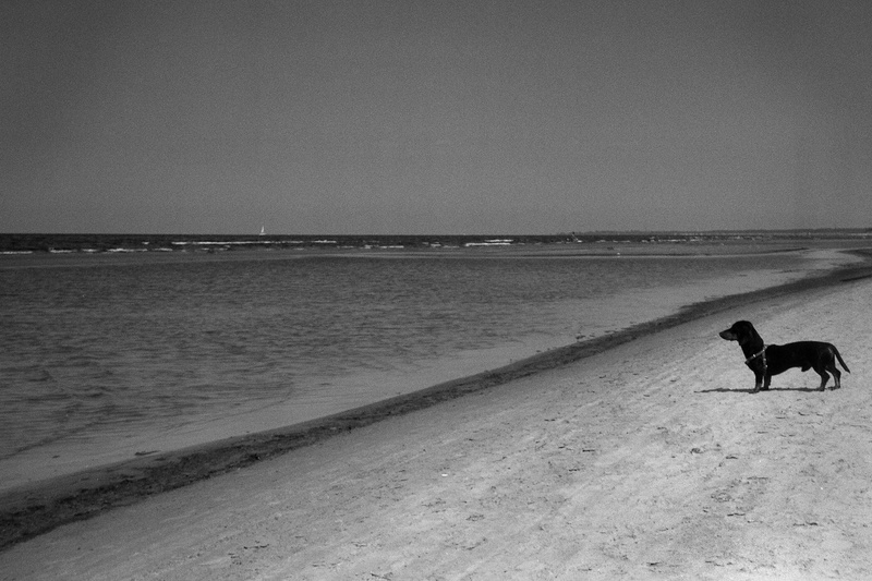 scenics - nature, horizon over water, pets, cute, tide, black, dog, animal, white, animal themes, water, waves, solitude, pet, yellow, domestic, horizon