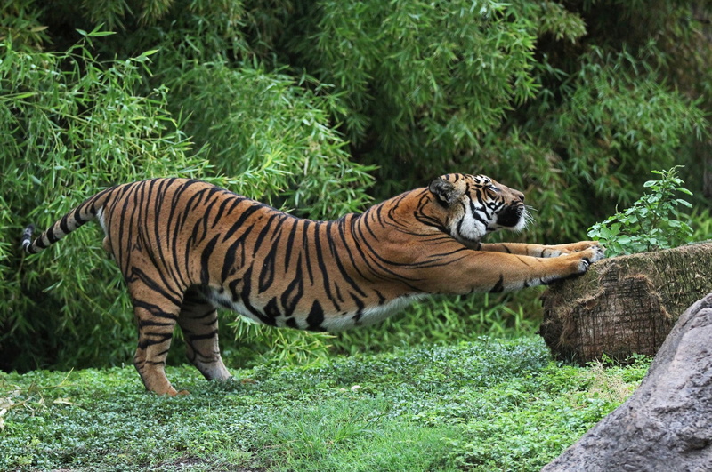 feline, one animal, striped, animal, tiger, day, plant, vertebrate, animal wildlife, tropical Rainforest, grass, endangered Species, safari Animals, animals In The Wild