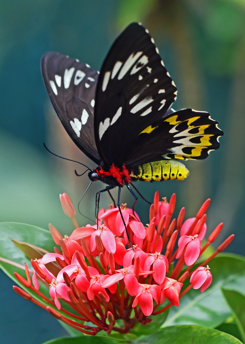 australia, animals in the wild, flowering plant, kuranda - village in the rainforest, beauty in nature, invertebrate, animal wing, insect, inflorescence