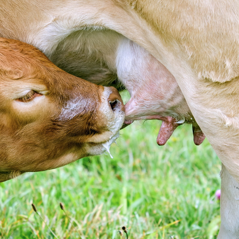 canine, vertebrate, drinking, domestic cattle, field, firm, pets, nature, cattle, domestic animals, livestock, meadow, plant, no people, calf, sips, pasture