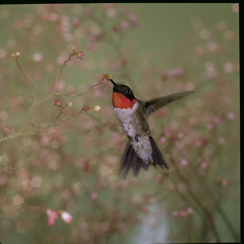 archilochus, outdoors, sipping, throated, no people, nectar, flapping, 2K, flowering plant, animal themes, motion, colubris, plant, mid-air, one animal