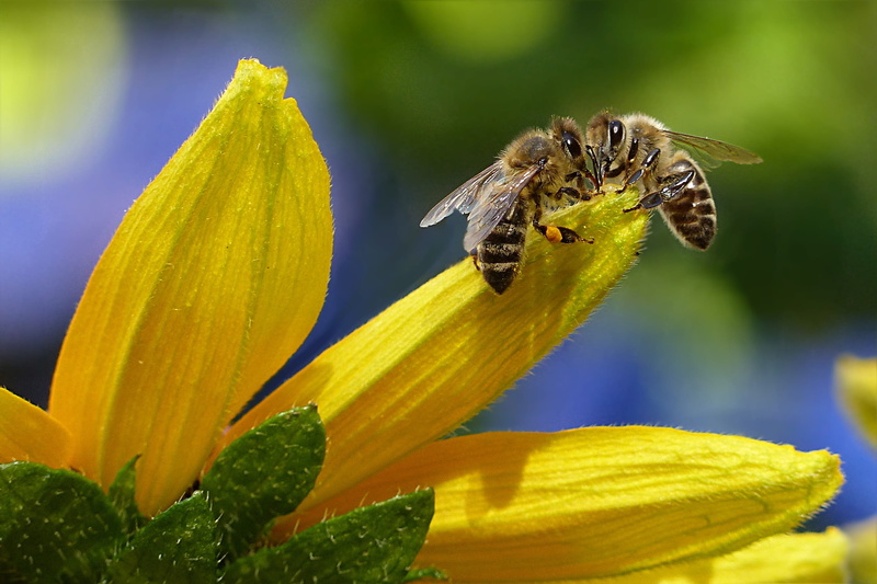 freshness, animal wing, petals, pollen, no people, cactus, sipping, flora, bloom, animals in the wild, animal themes, daytime, wings, flowering plant, fragility