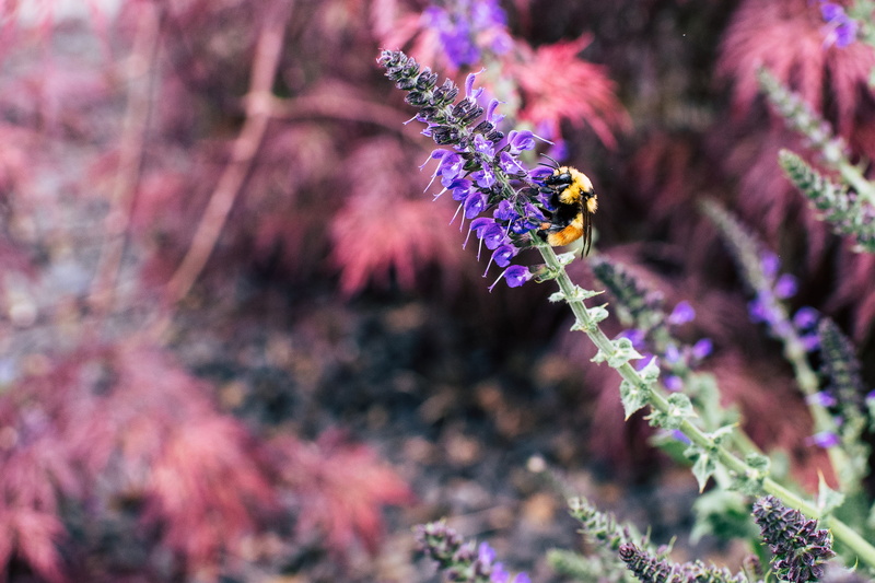 flowering plant, animal wildlife, lavender color, animal, animal themes, selective focus, flower, fragility, sipping, bee, color, herbal, vulnerability