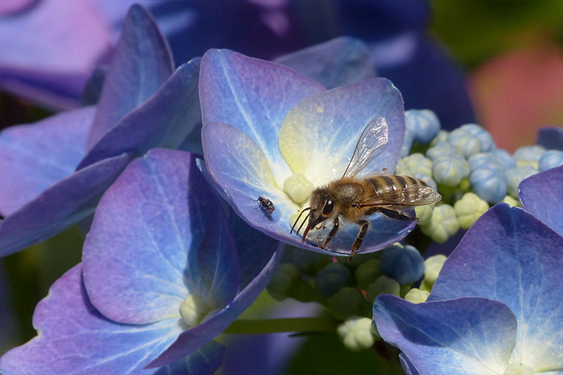 pollen, fragility, flower head, flowers, animal wildlife, outdoors, close-up, petaled, honey bee, flowerbed, insect, flower, growth, beauty in nature, bee