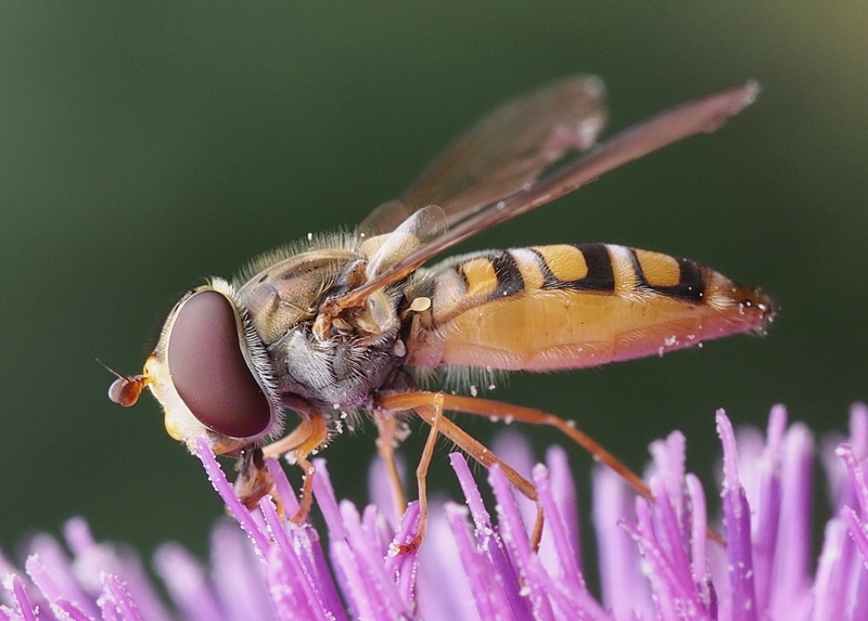 purple, sipping, bee, photo, close-up, 2K, insect, close, macro, nature, flower, animal