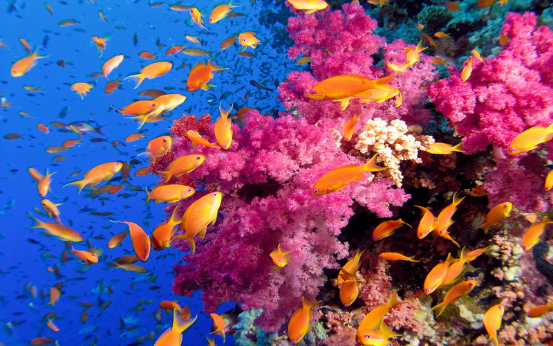 tropical, hd, orange, sea, animal, 4K, underwater, reef, no people, ocean, animal themes, large group of animals, ecosystem, sea life, marine, reefs, undersea