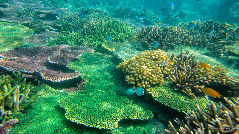 Islands, malaysia, island, tioman, reef, coral, 2K