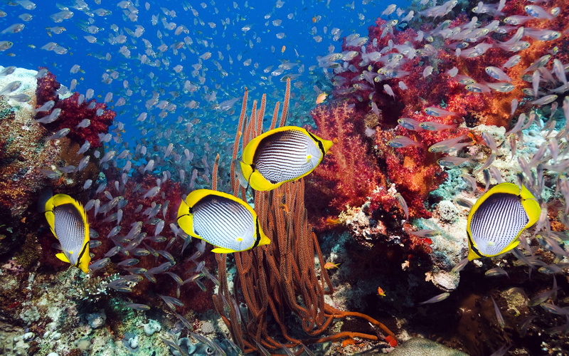 Fish, Tropical, Marine, 1080P