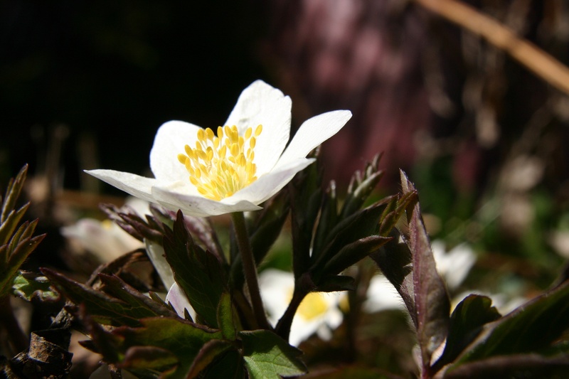 our winter, spring flower, white, springtime, inflorescence, flowering plant, 2K, focus on foreground, flower, growth, beauty in nature, close-up, leaf