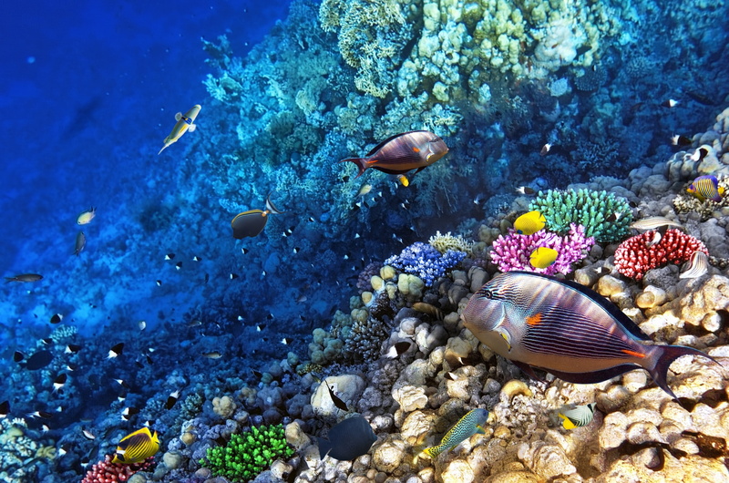 school of fish, animals in the wild, animal, desktop, group of animals, animal wildlife, undersea, reef, pebble, animal themes, nature, sea life