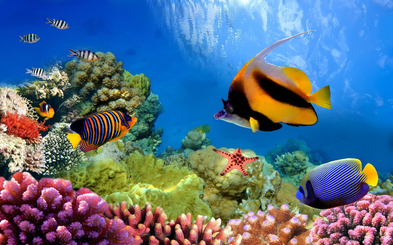 marine, animal, group of animals, beauty in nature, vertebrate, no people, life, fish, desktop, great, animals in the wild, underwater, animal wildlife