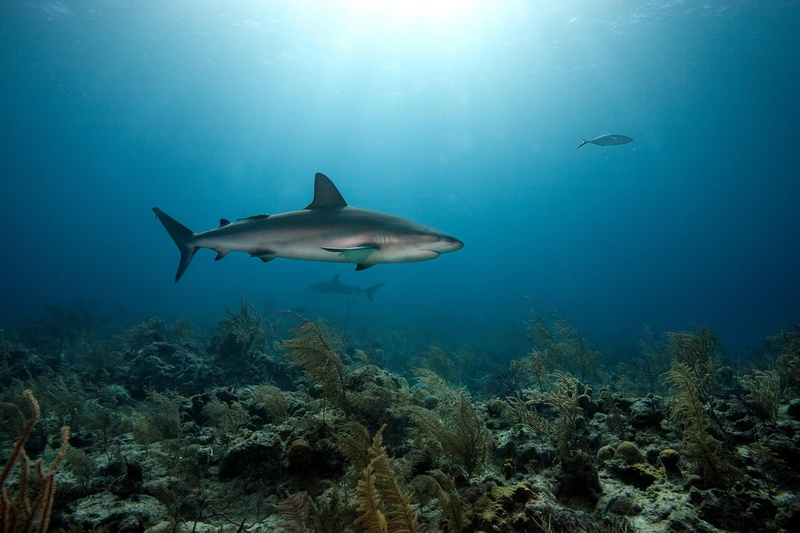 predators, hd, shark, 1080P, background, sea, coral, fishes, underwater