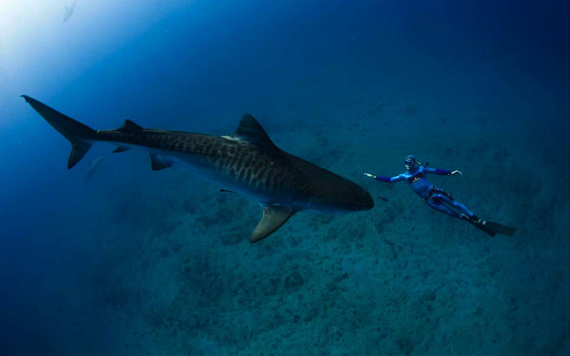 nature, shark, animal wildlife, one animal, adventure, ocean, laptops, mobile, vertebrate, hd, animal themes, reef, fish, sand, animals in the wild, undersea