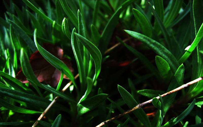3d and abstract, lore, 1080P, herbal