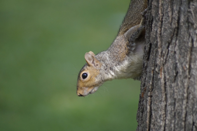 focus on foreground, park, 5K, no people, outdoors, animals in the wild, minnesota, animal eye, rodent, squirrel, animal wildlife, side view, animal, tree trunk