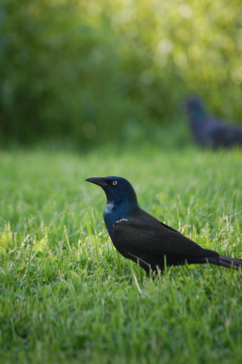animal wildlife, pheasant, jay, bluebird, side view, animal themes, leaf, black, day, outdoors, pigeon, blackbird, field, 2K, united states, grass, plant